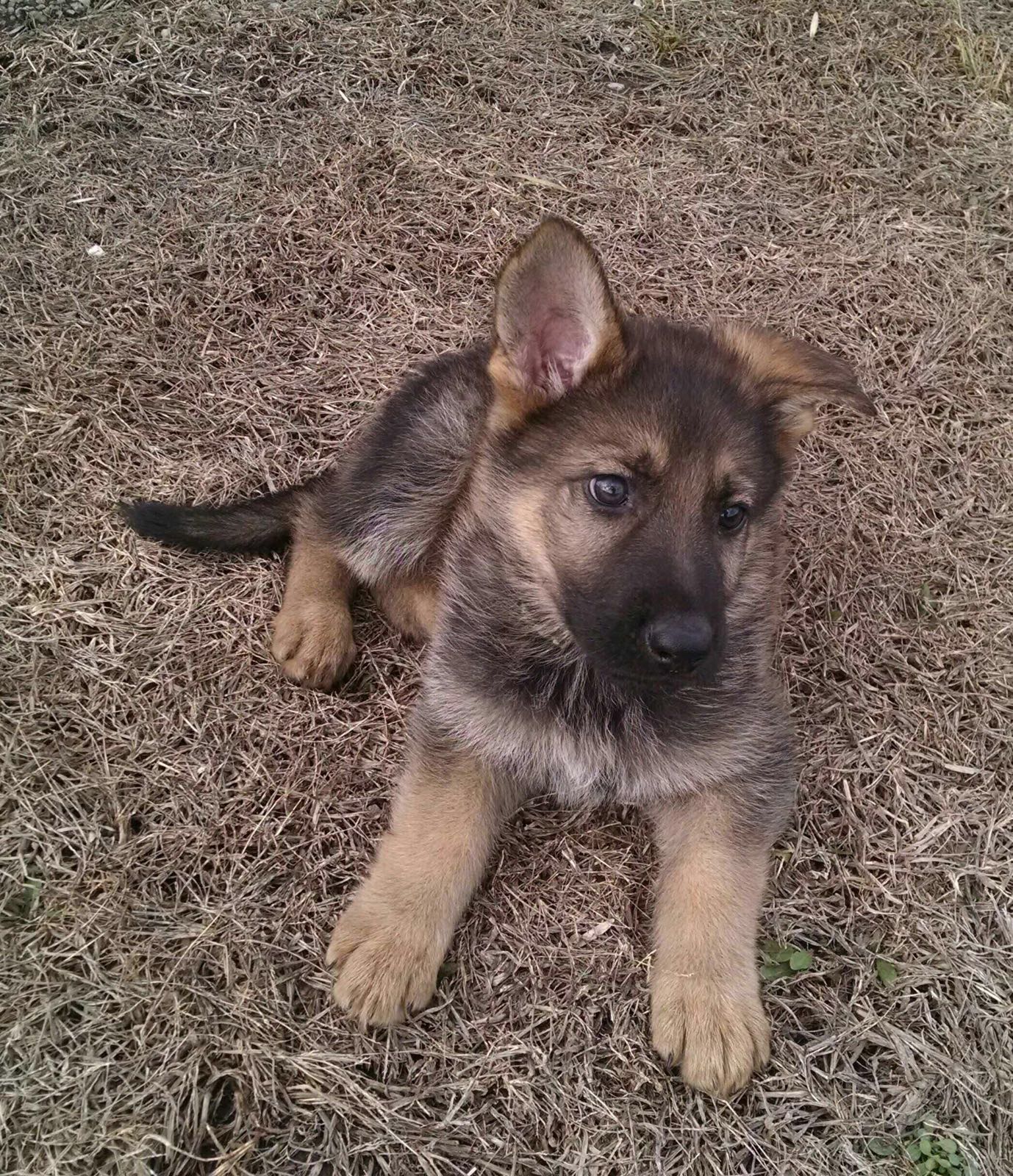 KOKO